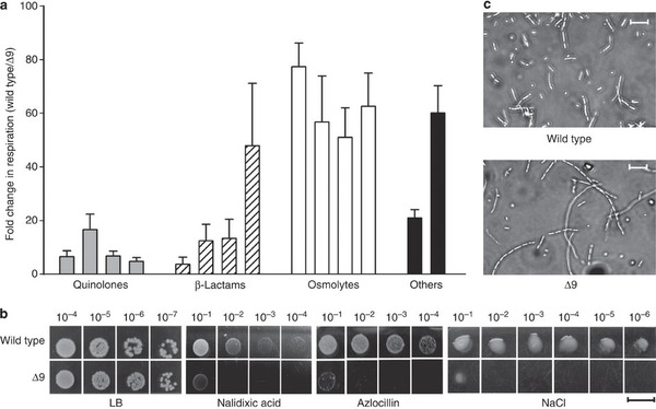 Kết quả nghiên cứu sự nhạy cảm với kháng sinh của E.coli